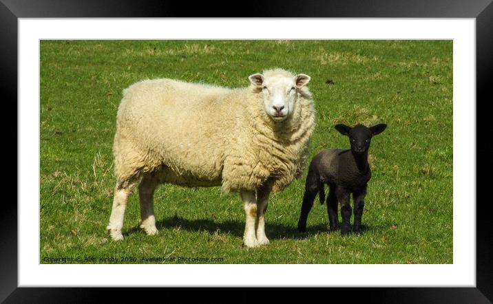 Sheep and Lamb Framed Mounted Print by Alan Kirkby