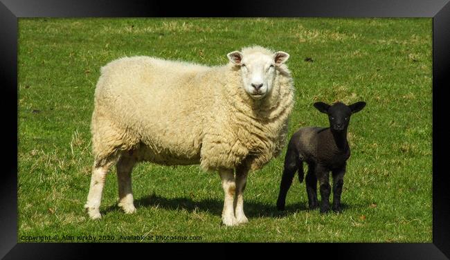 Sheep and Lamb Framed Print by Alan Kirkby