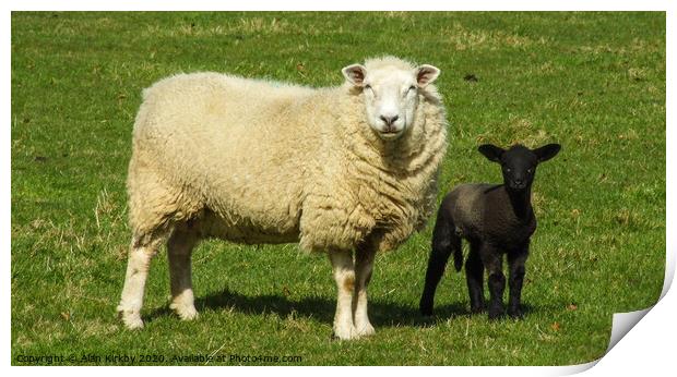 Sheep and Lamb Print by Alan Kirkby