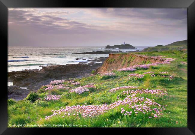 Spring at Godrevy Framed Print by Andrew Ray