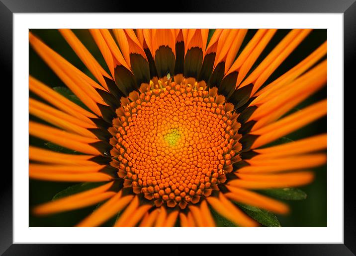 Gazania Framed Mounted Print by Donna Collett