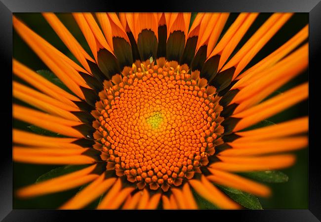 Gazania Framed Print by Donna Collett