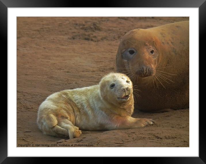 Seal and pup Framed Mounted Print by Alan Kirkby