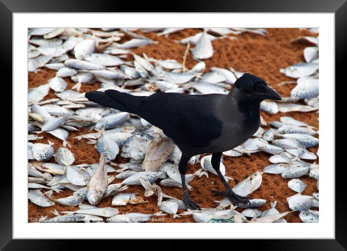 Crow and Fish Negombo Framed Mounted Print by Serena Bowles