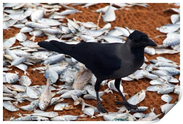 Crow and Fish Negombo Print by Serena Bowles