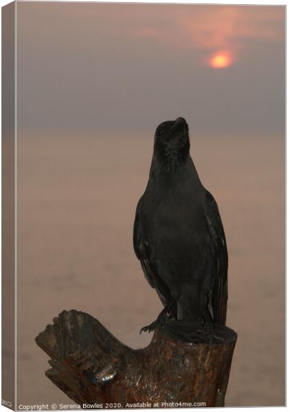Crow at Sunset Canvas Print by Serena Bowles