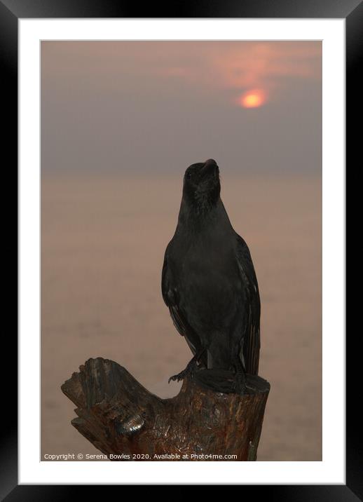 Crow at Sunset Framed Mounted Print by Serena Bowles