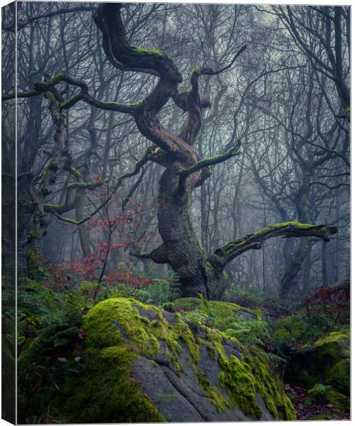Misty Padley Gorge Canvas Print by Paul Andrews
