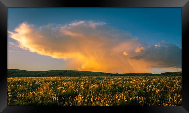 Sego Lilies at Sunset Framed Print by Gareth Burge Photography