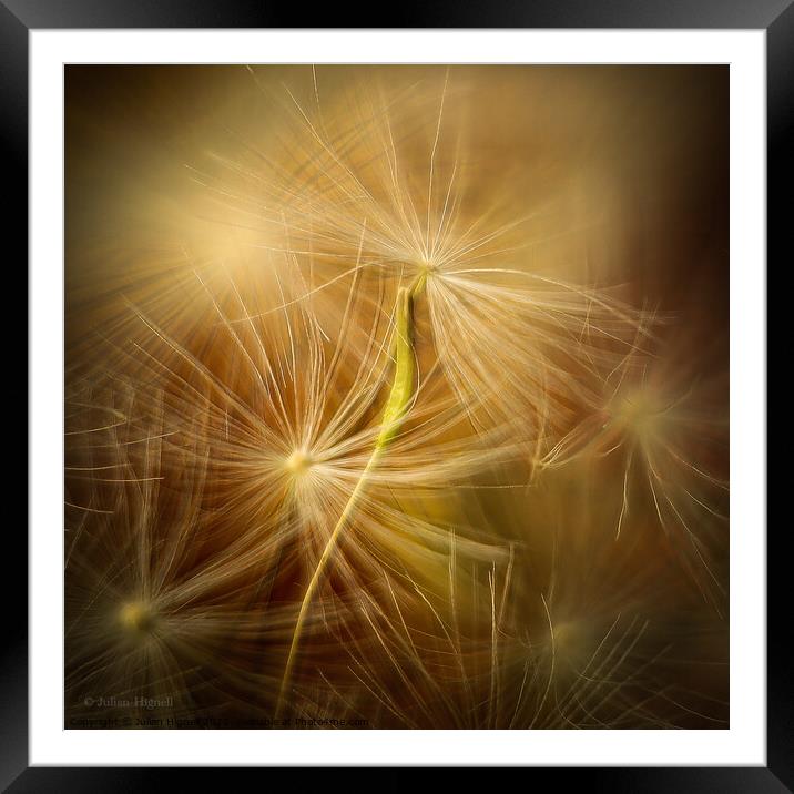 Dandelion Seed Framed Mounted Print by Julian Hignell