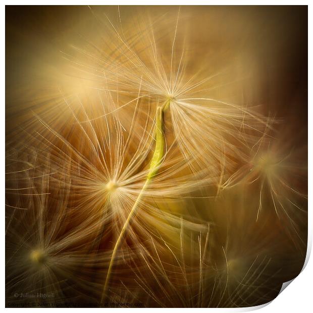 Dandelion Seed Print by Julian Hignell