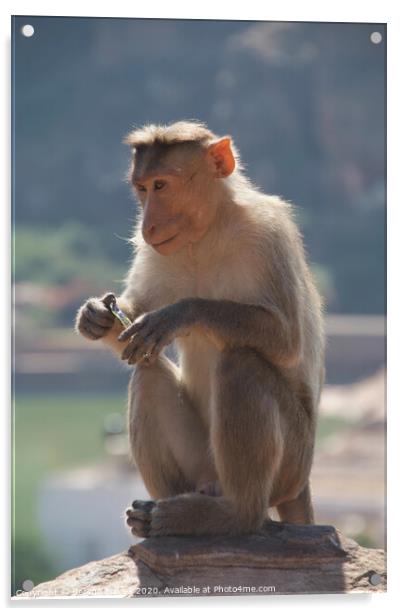Macaque Monkey Badami Acrylic by Serena Bowles