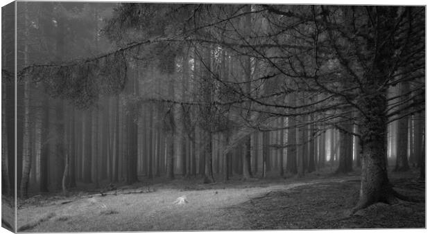 Pine Tree Forest In The Fog  - 1 of 3 Canvas Print by Phil Durkin DPAGB BPE4