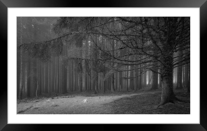Pine Tree Forest In The Fog  - 1 of 3 Framed Mounted Print by Phil Durkin DPAGB BPE4