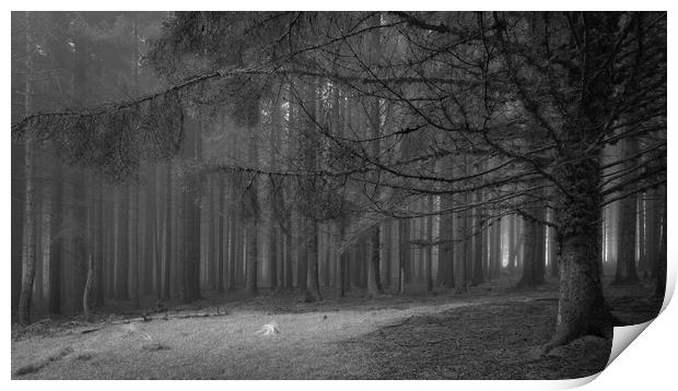 Pine Tree Forest In The Fog  - 1 of 3 Print by Phil Durkin DPAGB BPE4