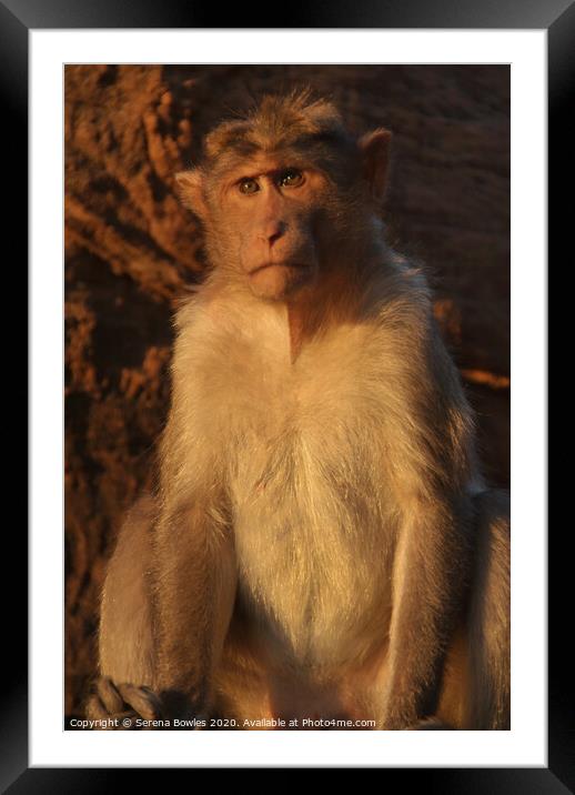 Macaque Monkey Badami Framed Mounted Print by Serena Bowles