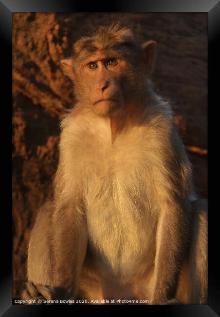 Macaque Monkey Badami Framed Print by Serena Bowles