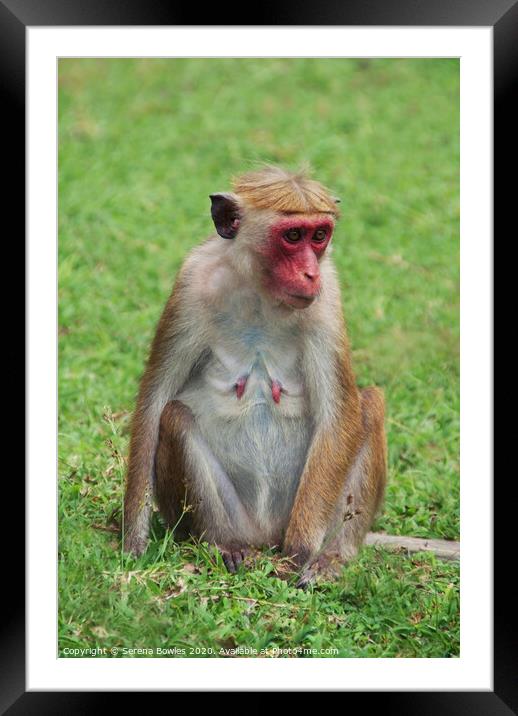 Sri Lankan Toque Macaque Monkey Framed Mounted Print by Serena Bowles