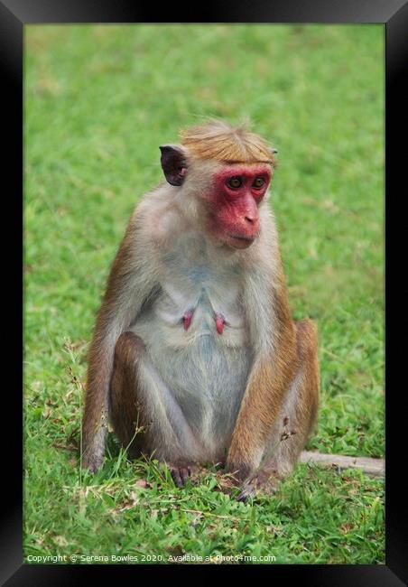 Sri Lankan Toque Macaque Monkey Framed Print by Serena Bowles