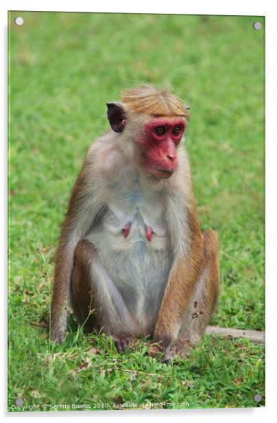 Sri Lankan Toque Macaque Monkey Acrylic by Serena Bowles