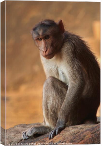 Macaque Monkey Badami Canvas Print by Serena Bowles