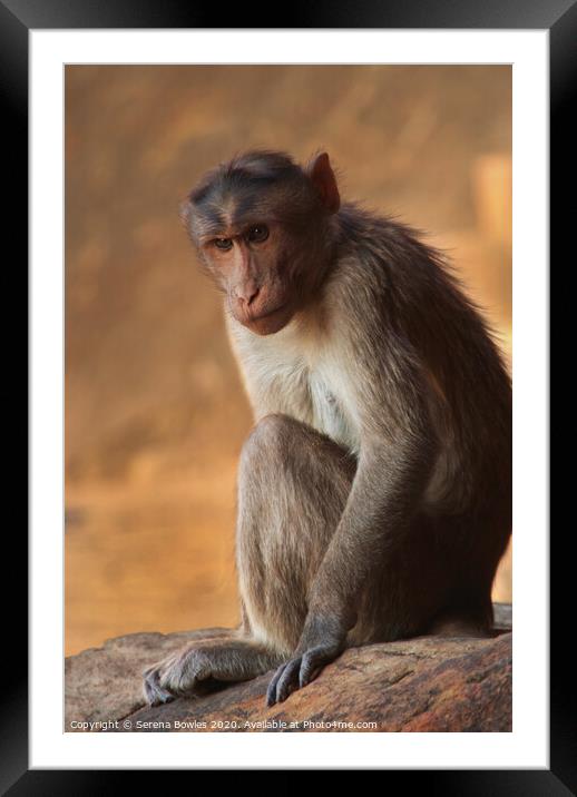 Macaque Monkey Badami Framed Mounted Print by Serena Bowles
