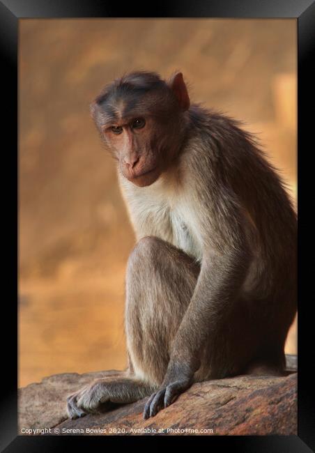Macaque Monkey Badami Framed Print by Serena Bowles