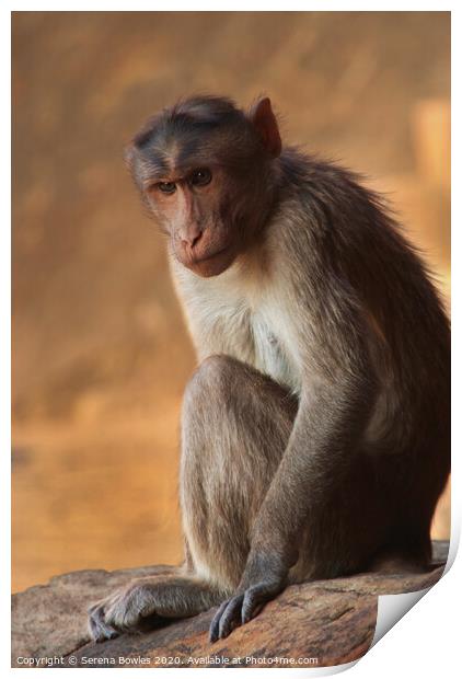 Macaque Monkey Badami Print by Serena Bowles
