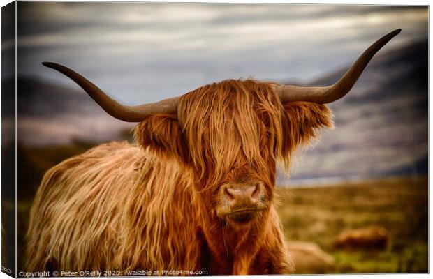 Heelan Coo Canvas Print by Peter O'Reilly