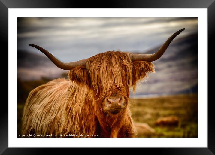 Heelan Coo Framed Mounted Print by Peter O'Reilly