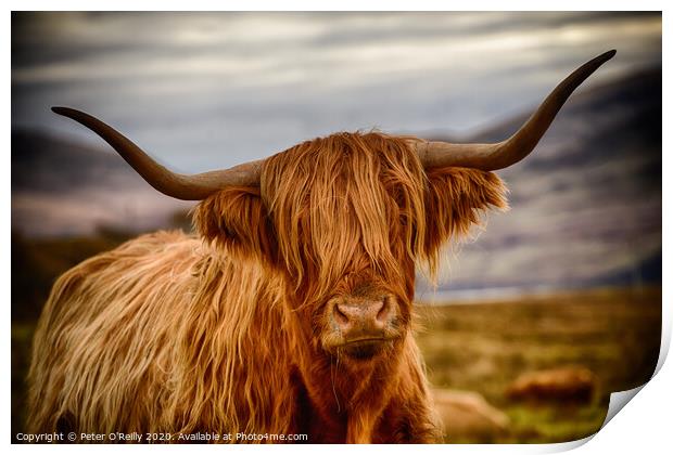 Heelan Coo Print by Peter O'Reilly