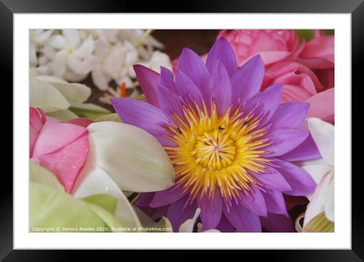 Water Lily and Friends Sri Lanka Framed Mounted Print by Serena Bowles