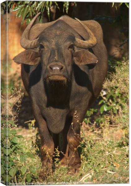 Water Buffalo Stands his Ground Canvas Print by Serena Bowles