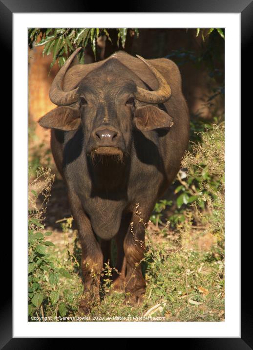 Water Buffalo Stands his Ground Framed Mounted Print by Serena Bowles