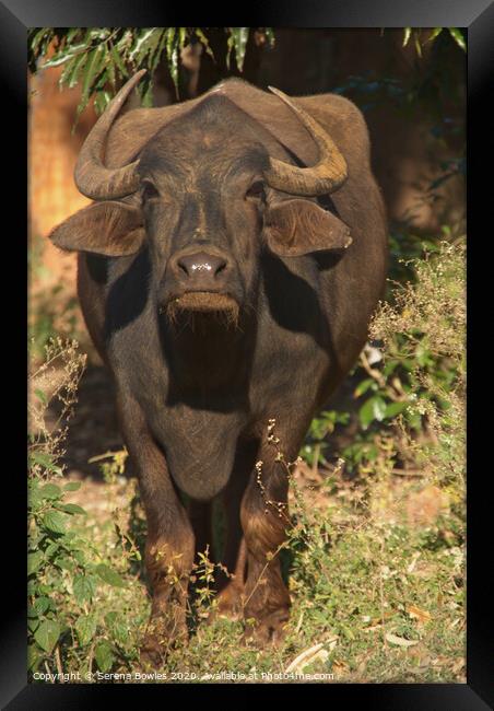 Water Buffalo Stands his Ground Framed Print by Serena Bowles