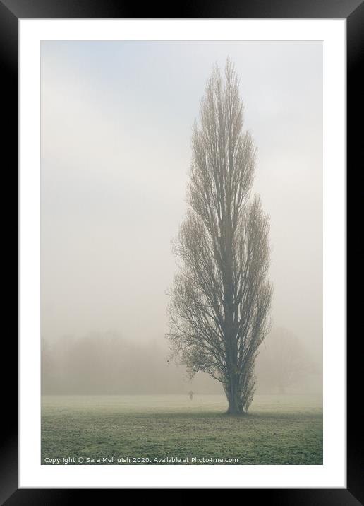 Tall tree in the fog Framed Mounted Print by Sara Melhuish