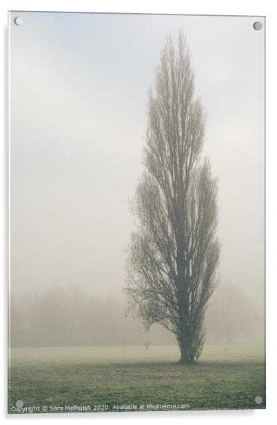 Tall tree in the fog Acrylic by Sara Melhuish