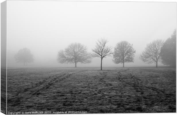 Trees in the fog Canvas Print by Sara Melhuish