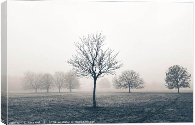 Tree standing proud in the fog Canvas Print by Sara Melhuish