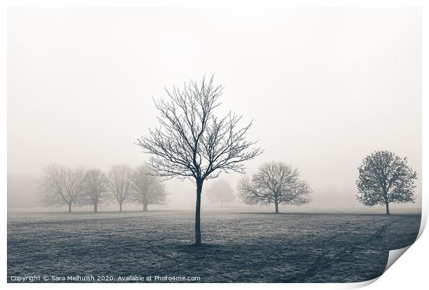 Tree standing proud in the fog Print by Sara Melhuish