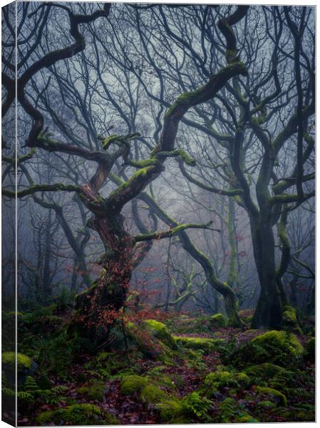 Enchanted Forest Canvas Print by Paul Andrews