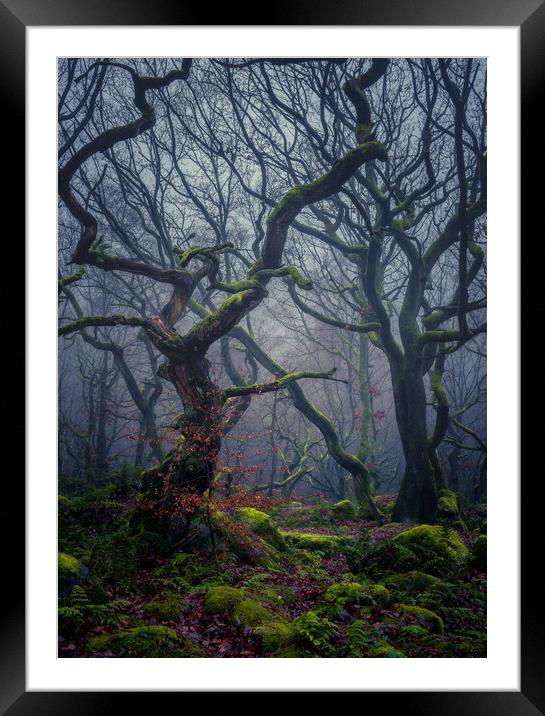 Enchanted Forest Framed Mounted Print by Paul Andrews