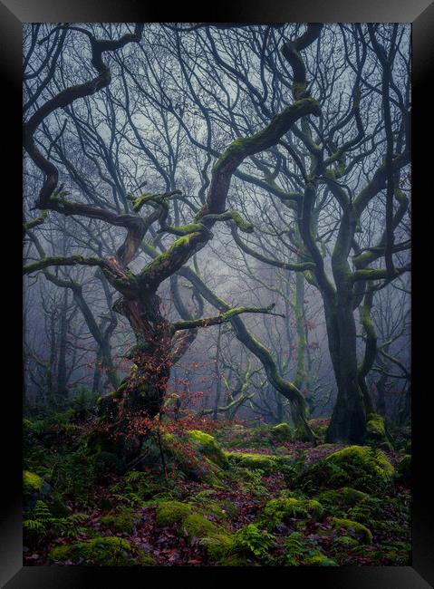 Enchanted Forest Framed Print by Paul Andrews