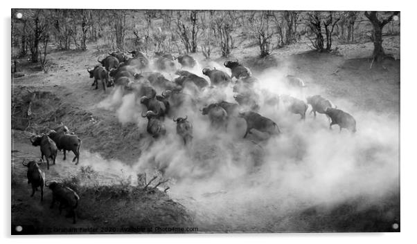 Buffalo Stampede Acrylic by Graham Fielder