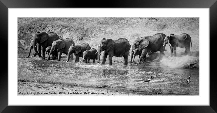 Elephant drinking in the Letaba River Framed Mounted Print by Graham Fielder