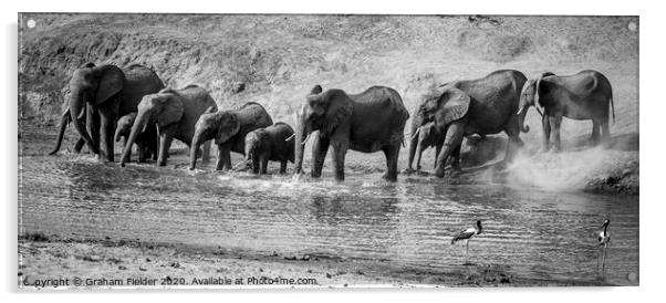Elephant drinking in the Letaba River Acrylic by Graham Fielder