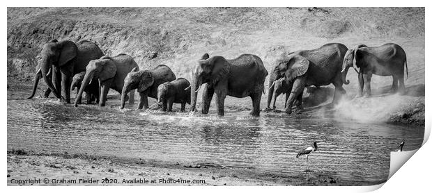 Elephant drinking in the Letaba River Print by Graham Fielder