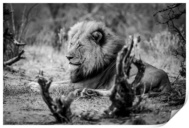 King of the beasts Print by Graham Fielder