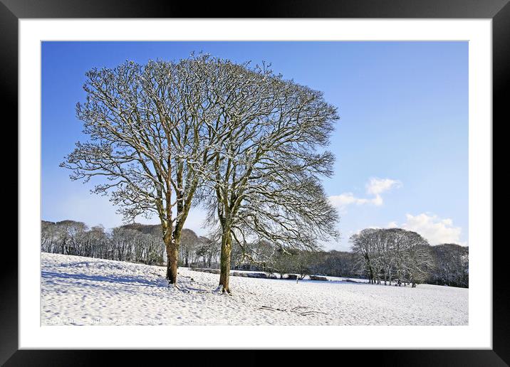 Tree's in snow Framed Mounted Print by Andrew Ray