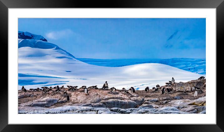 Gentoo Penguins Rookery Snow Mountains Damoy Point Antarctica Framed Mounted Print by William Perry